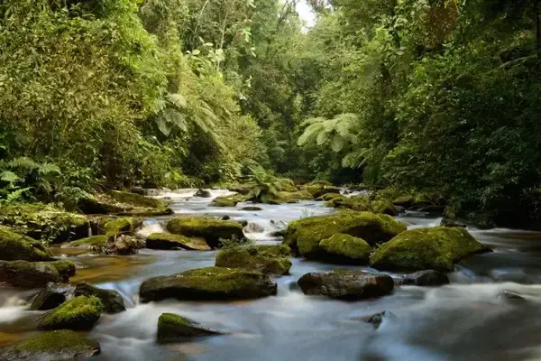 Relatório de impacto sobre o meio ambiente - rima